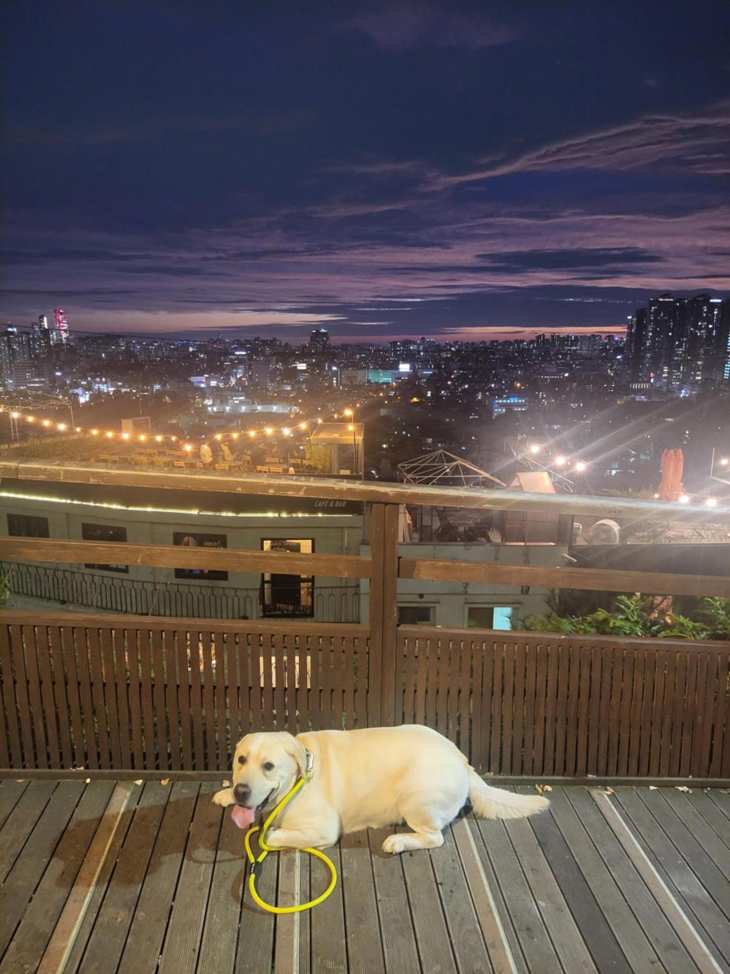Newly Renovated 2 Bedroom Apartment #7 ソウル特別市 エクステリア 写真