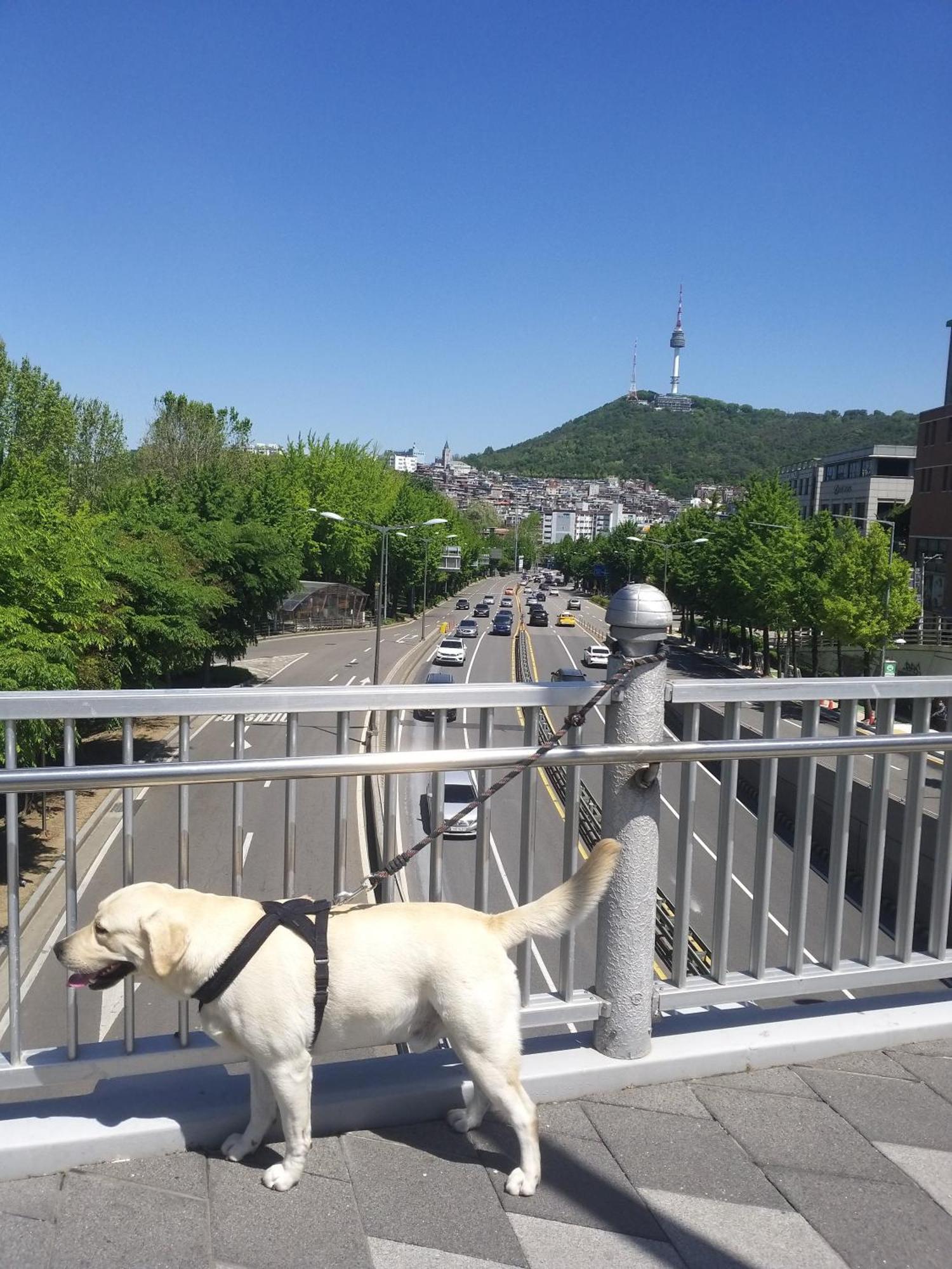 Newly Renovated 2 Bedroom Apartment #7 ソウル特別市 エクステリア 写真